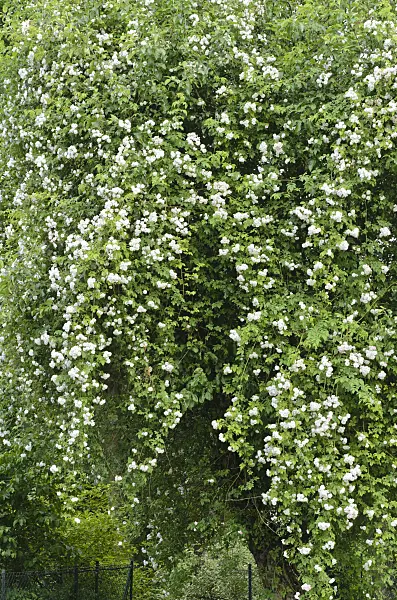 497169 - Rambler (Rosa Paul's Himalayan Musk) on an apple tree