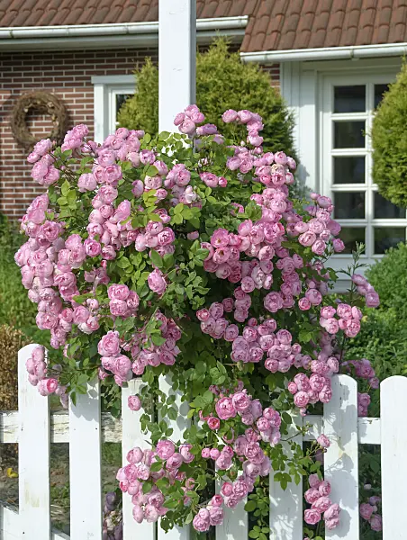 517413 - Rambler (Rosa Raubritter)