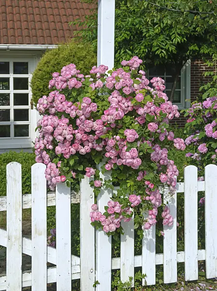 517414 - Rambler (Rosa Raubritter)