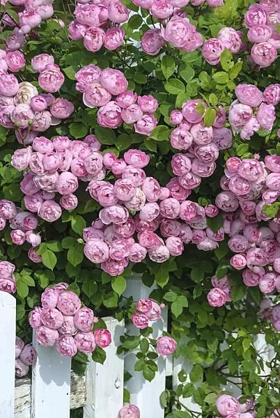 517415 - Rambler (Rosa Raubritter)