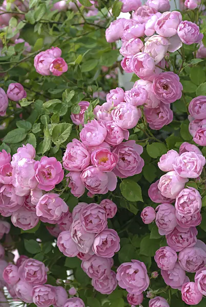 517416 - Rambler (Rosa Raubritter)
