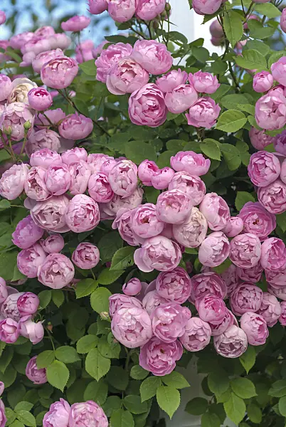 517417 - Rambler (Rosa Raubritter)