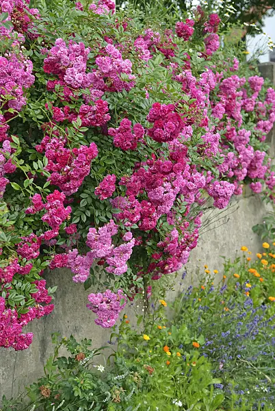 502415 - Rambler (Rosa Super Excelsa)