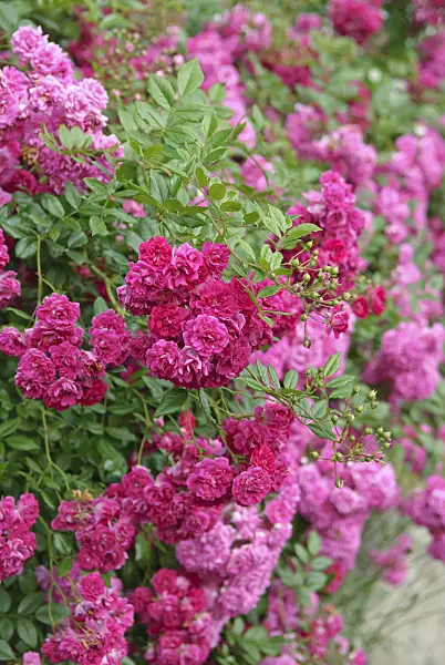 502416 - Rambler (Rosa Super Excelsa)