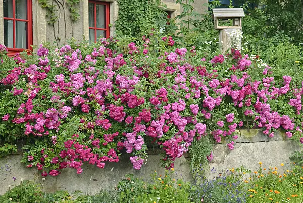502417 - Rambler (Rosa Super Excelsa)