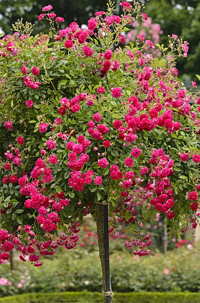 521400 - Rambler (Rosa Super Excelsa)