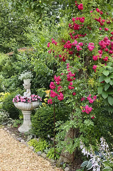474101 - Rambler (Rosa Super Excelsa) with planted fountain