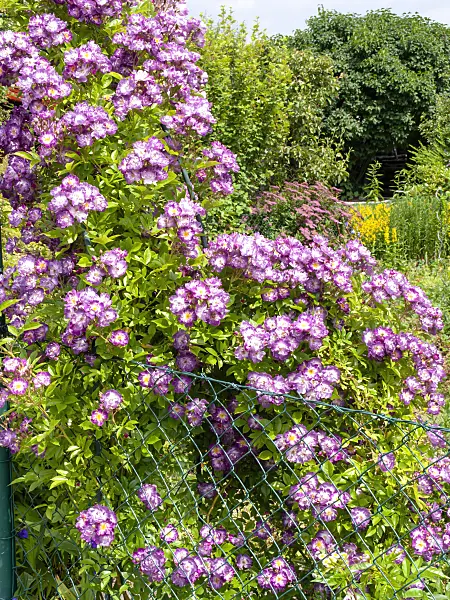 485168 - Rambler (Rosa Veilchenblau)