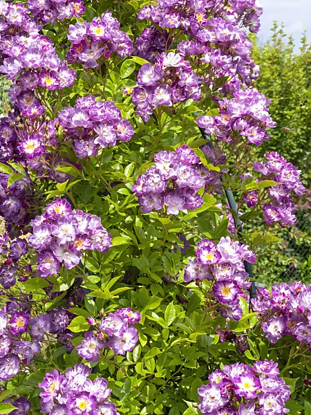 485169 - Rambler (Rosa Veilchenblau)