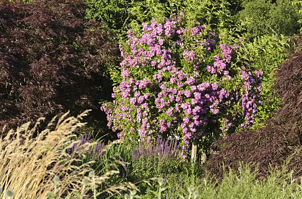 534025 - Rambler (Rosa Veilchenblau)