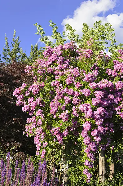 534026 - Rambler (Rosa Veilchenblau)