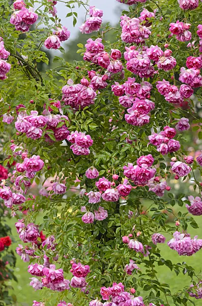 521486 - Ramblerrose (Rosa Alexandre Girault)