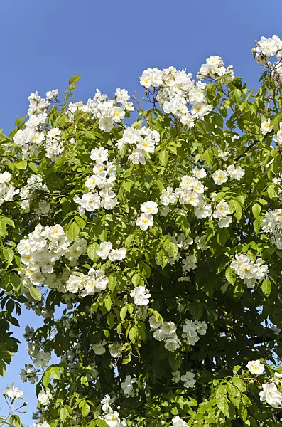 497223 - Ramblerrose (Rosa Bobby James)