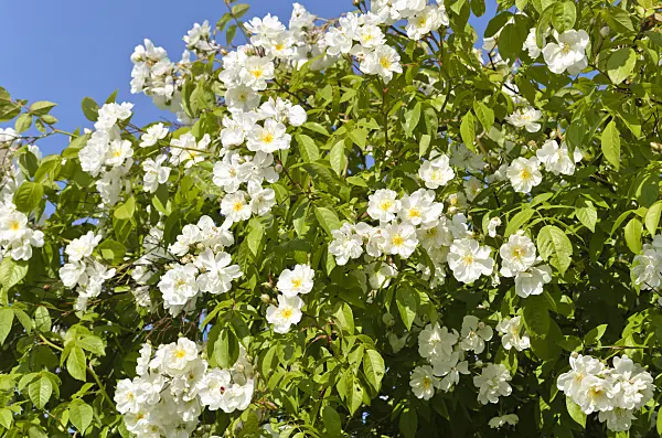 497224 - Ramblerrose (Rosa Bobby James)