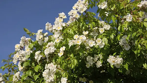 497245 - Ramblerrose (Rosa Bobby James)