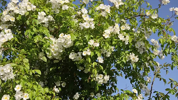 497246 - Ramblerrose (Rosa Bobby James)