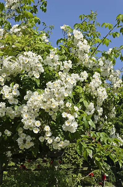 521121 - Ramblerrose (Rosa Bobby James)