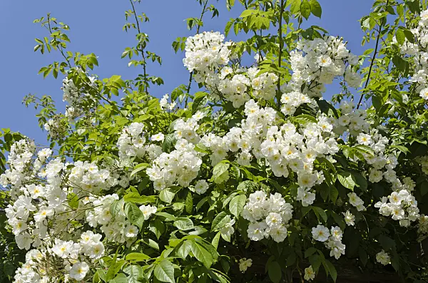 521122 - Ramblerrose (Rosa Bobby James)