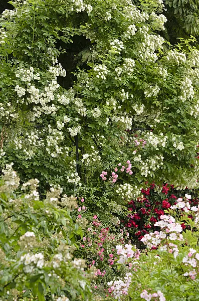 521401 - Ramblerrose (Rosa Lykkefund)