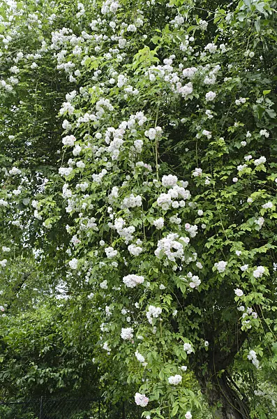497157 - Ramblerrose (Rosa Paul's Himalayan Musk) in einem Apfelbaum