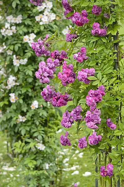 521485 - Ramblerrose (Rosa Rosemarie Viaud)