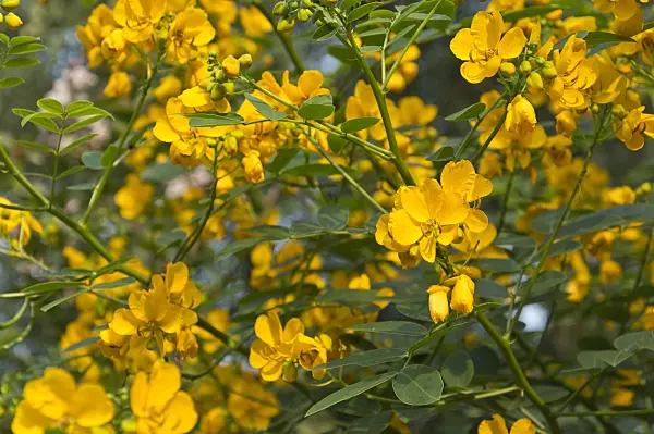511211 - Rambling senna (Senna bicapsularis syn. Cassia emarginata)