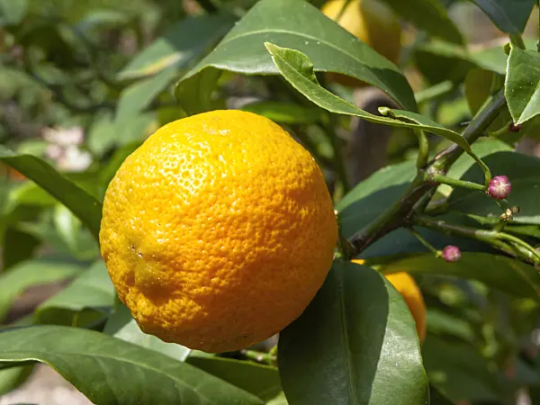 437342 - Rangpur lime (Citrus x limonia)