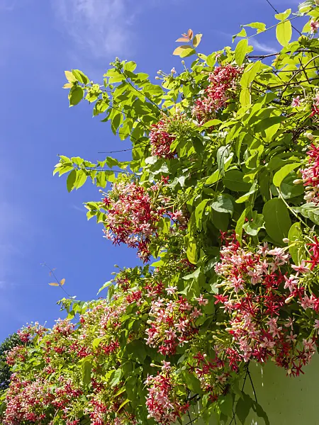 411095 - Rangunschlinger (Quisqualis indica)