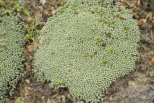 608062 - Raoulia australis