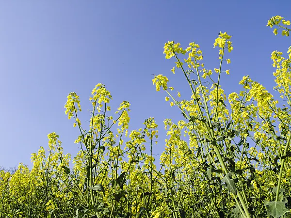 425004 - Rape (Brassica napus subsp. oleifera)