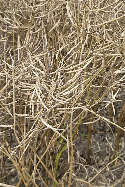 609034 - Rape (Brassica napus subsp. oleifera)