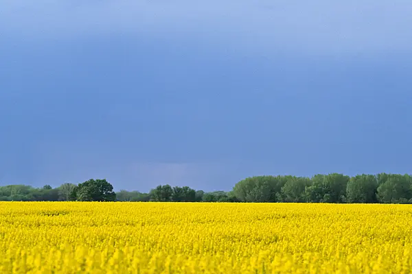 365004 - Rape (Brassica napus subsp. oleifera), Brandenburg, Germany