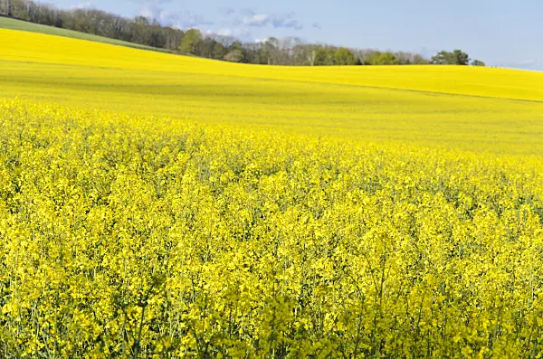 544001 - Rape (Brassica napus subsp. oleifera), Brandenburg, Germany