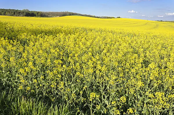 544002 - Rape (Brassica napus subsp. oleifera), Brandenburg, Germany