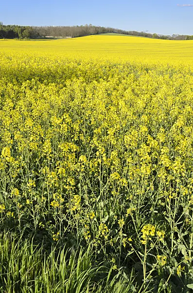 544003 - Rape (Brassica napus subsp. oleifera), Brandenburg, Germany