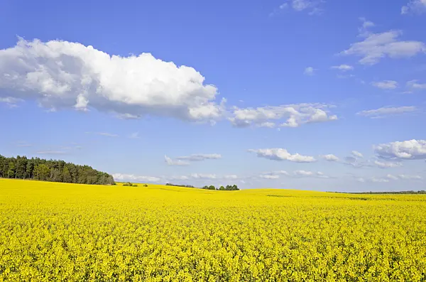 544007 - Rape (Brassica napus subsp. oleifera), Brandenburg, Germany