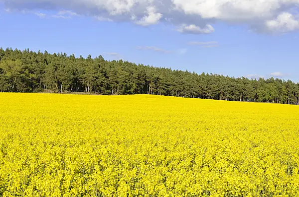 544008 - Rape (Brassica napus subsp. oleifera), Brandenburg, Germany