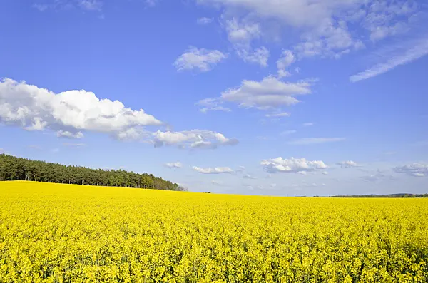 544009 - Rape (Brassica napus subsp. oleifera), Brandenburg, Germany