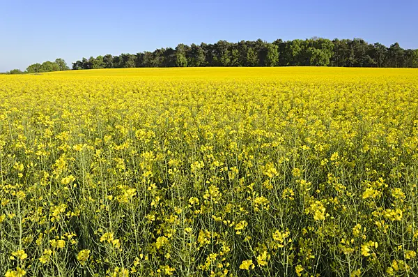544080 - Rape (Brassica napus subsp. oleifera), Brandenburg, Germany