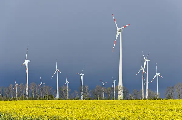 555128 - Rape (Brassica napus subsp. oleifera) with windmills