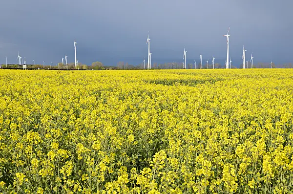 555129 - Rape (Brassica napus subsp. oleifera) with windmills