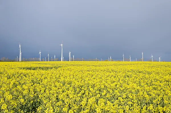 555130 - Rape (Brassica napus subsp. oleifera) with windmills