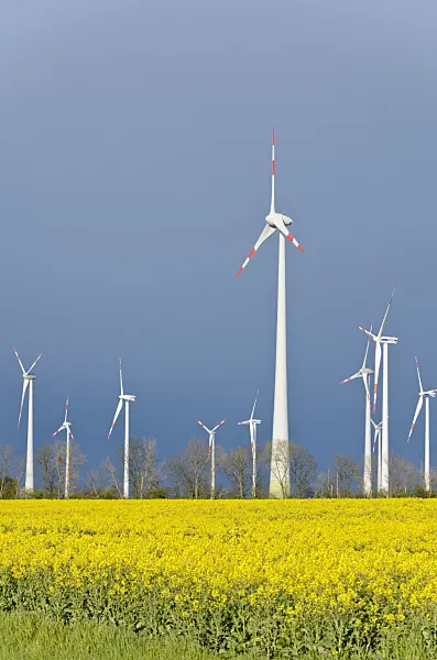 555131 - Rape (Brassica napus subsp. oleifera) with windmills