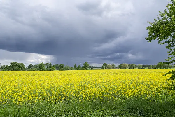625034 - Rape (Brassica napus subsp. oleifera) with windmills