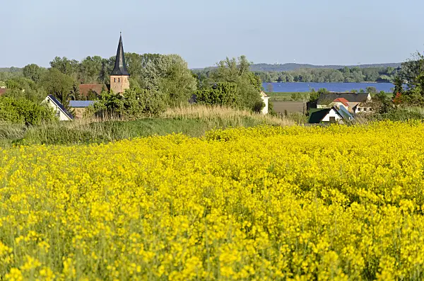 544081 - Rape (Brassica napus subsp. oleifera), Zachow, Brandenburg, Germany