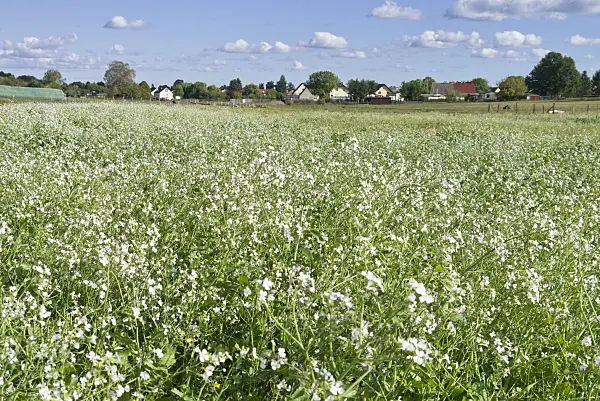 561083 - Raphanus sativus var. oleiformis, Brandenburg, Germany