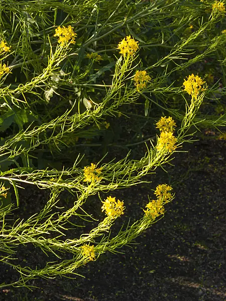 413056 - Rapistrum perenne