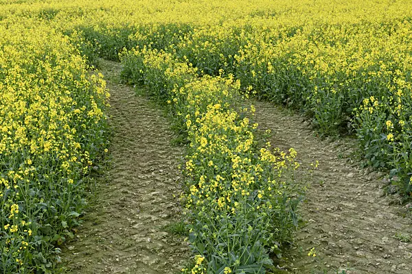 568001 - Raps (Brassica napus subsp. oleifera)