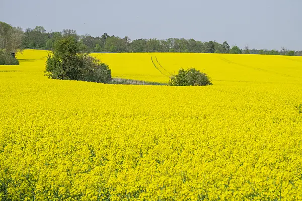 625031 - Raps (Brassica napus subsp. oleifera)