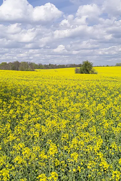 625074 - Raps (Brassica napus subsp. oleifera)